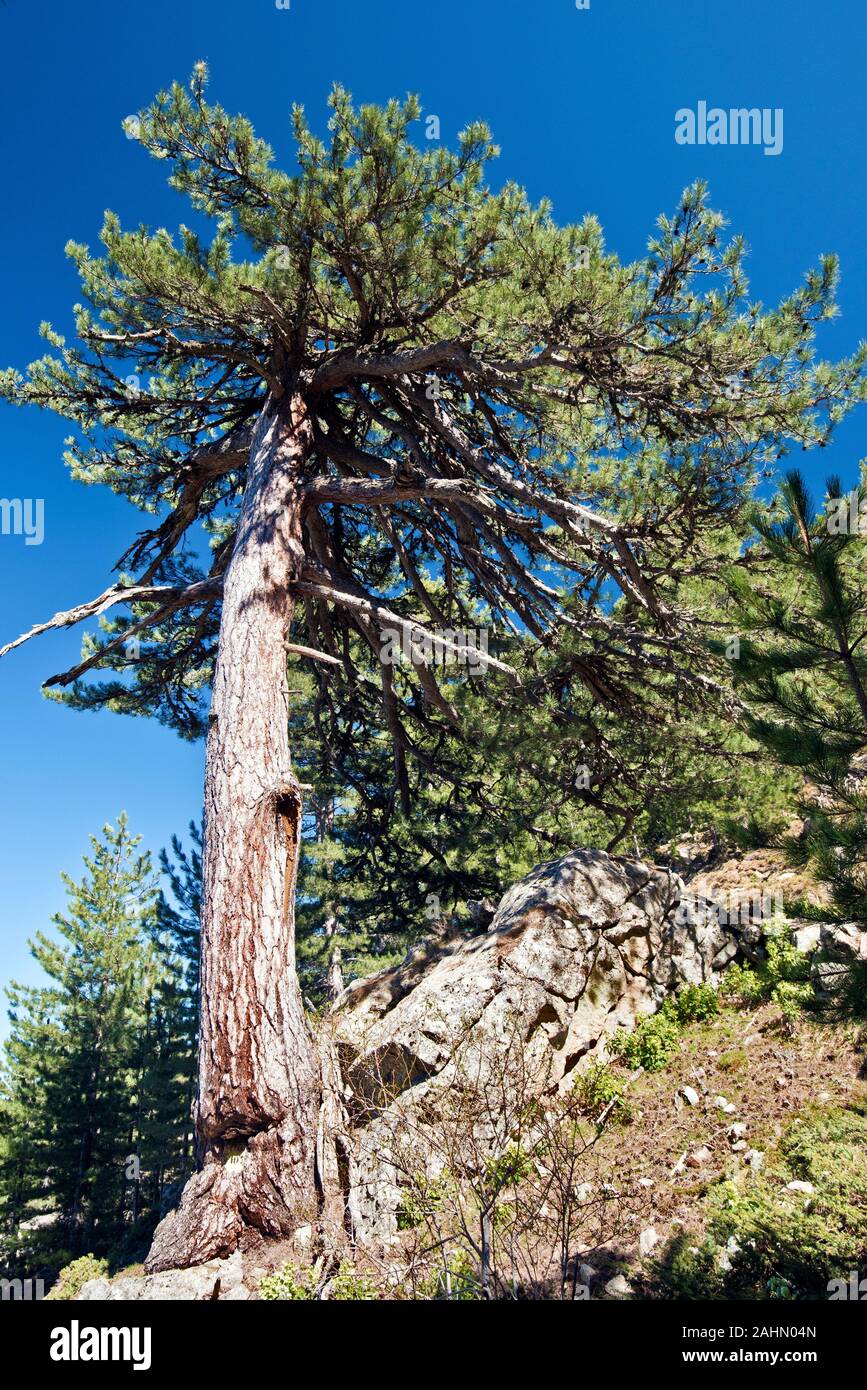Old Black Pine Tree grows from rocks in Corsica, Corsican variety of Pinus nigra calling Pin Laricio, Cavallo Morto forest in Central Corsica, France Stock Photo