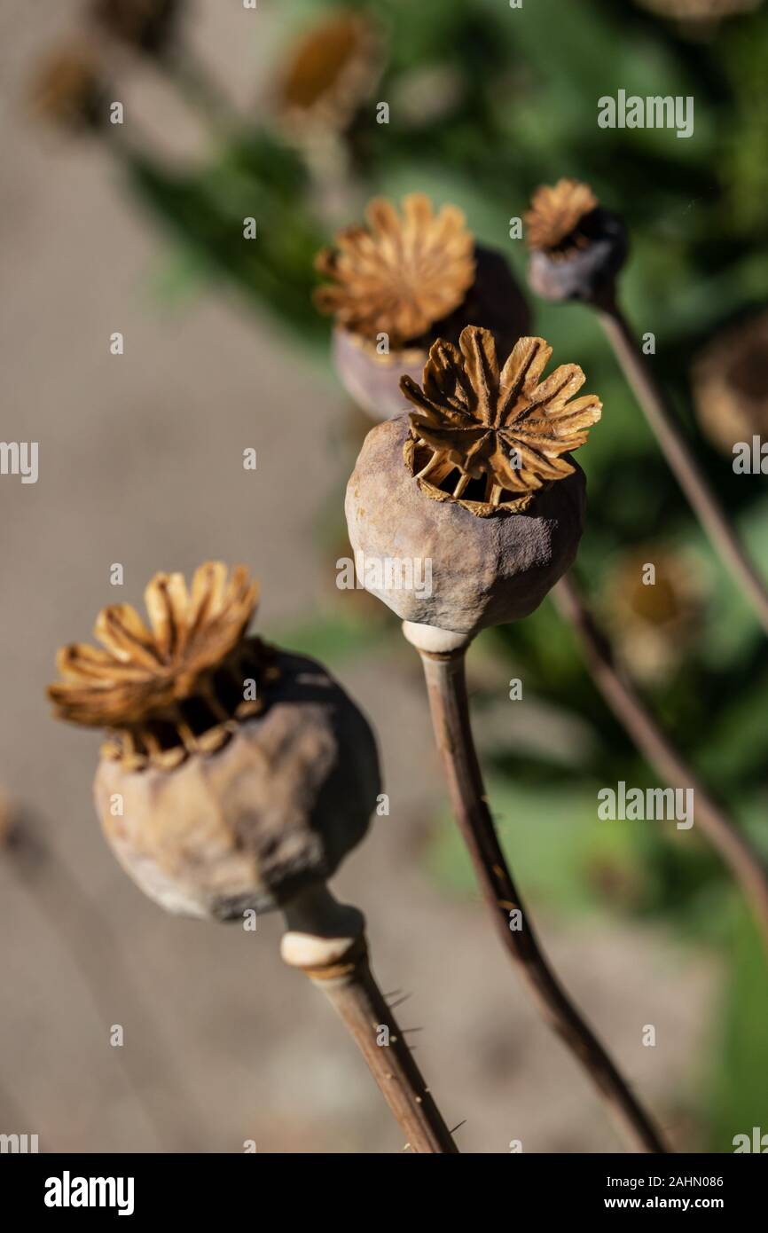 Poppy seed capsules in the garden Stock Photo