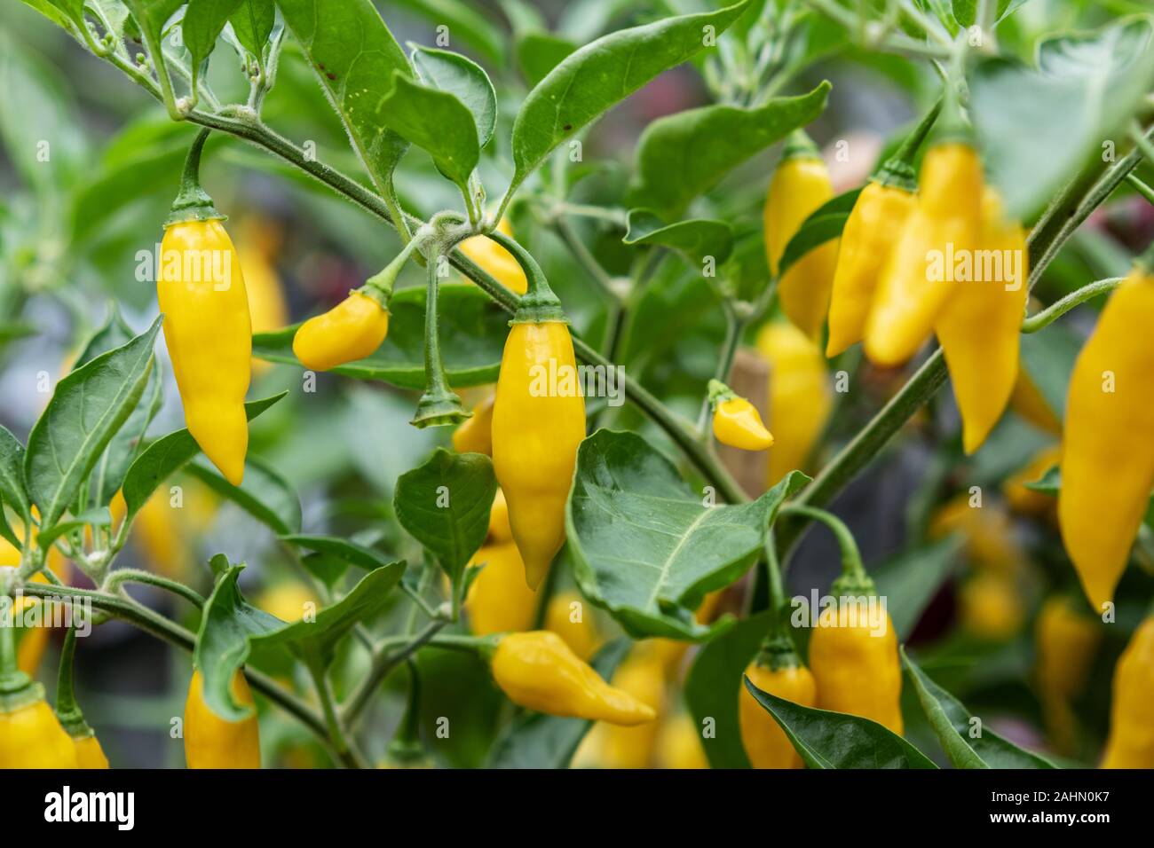 Capsicum chinense hires stock photography and images Alamy