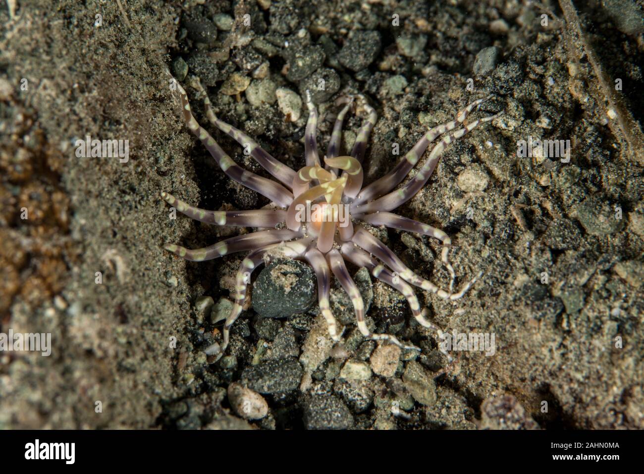Sea anemones are a group of marine, predatory animals of the order ...