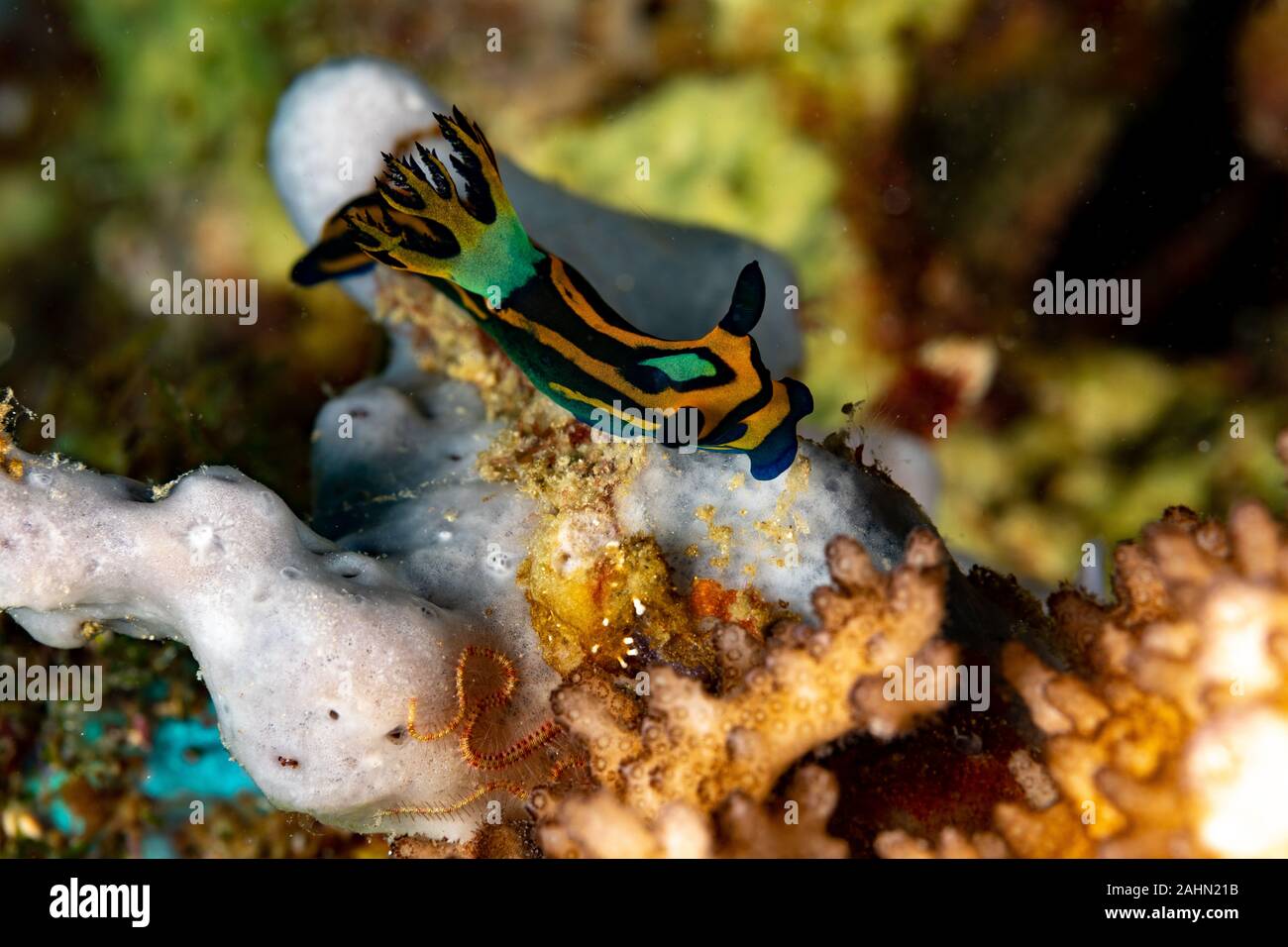 Nembrotha is a genus of sea slugs, nudibranchs, marine gastropod molluscs in the family Polyceridae Stock Photo