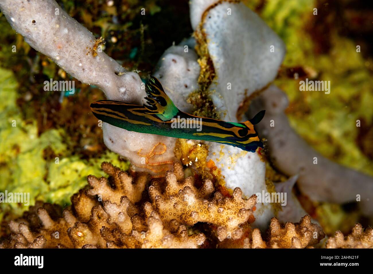 Nembrotha is a genus of sea slugs, nudibranchs, marine gastropod molluscs in the family Polyceridae Stock Photo