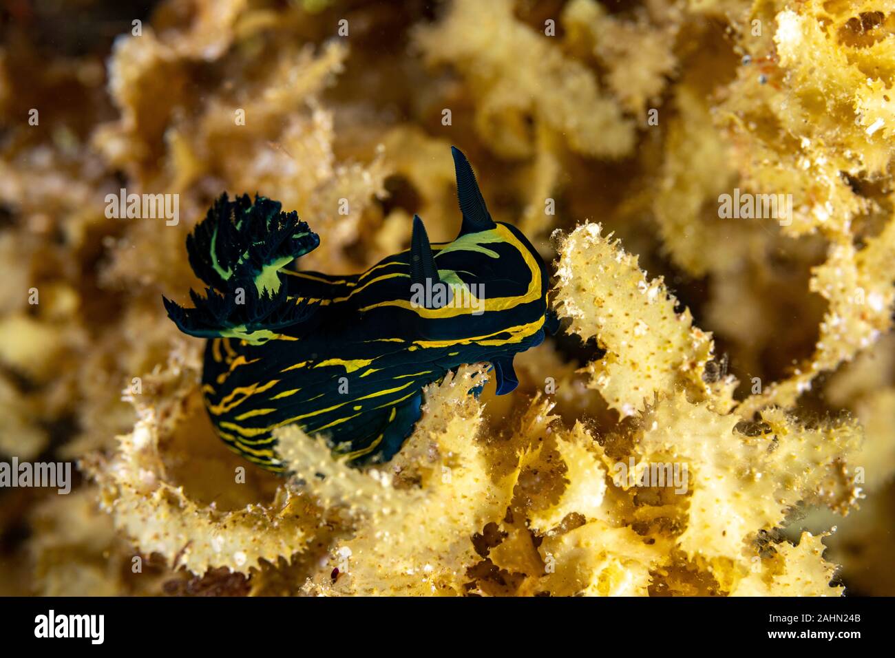 Nembrotha is a genus of sea slugs, nudibranchs, marine gastropod molluscs in the family Polyceridae Stock Photo