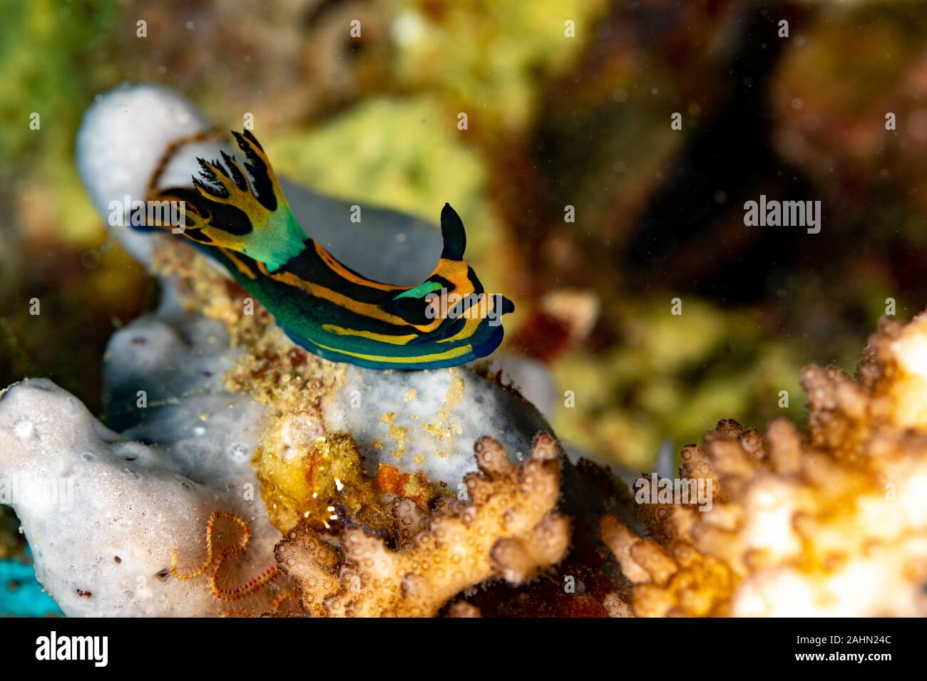 Nembrotha is a genus of sea slugs, nudibranchs, marine gastropod molluscs in the family Polyceridae Stock Photo