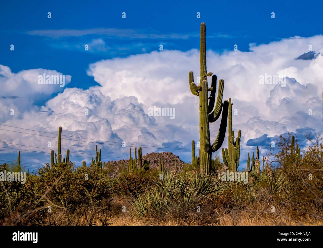 Saguaro cactus near phoenix hires stock photography and images Alamy