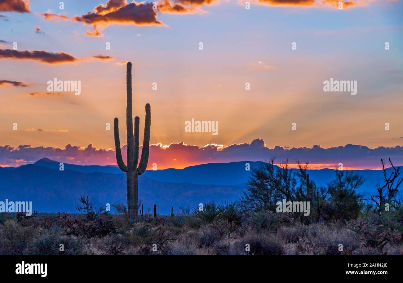 Vibrant Desert Sunrise in Arizona  With Cactus in Foreground and mountain in background. Stock Photo