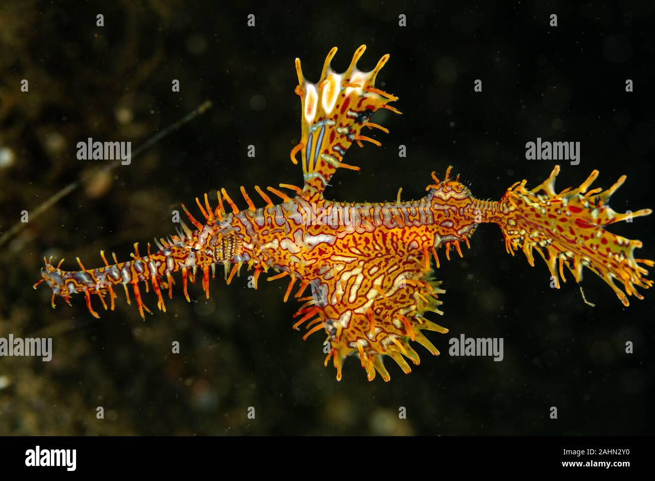 ornate ghost pipefish or harlequin ghost pipefish, Solenostomus