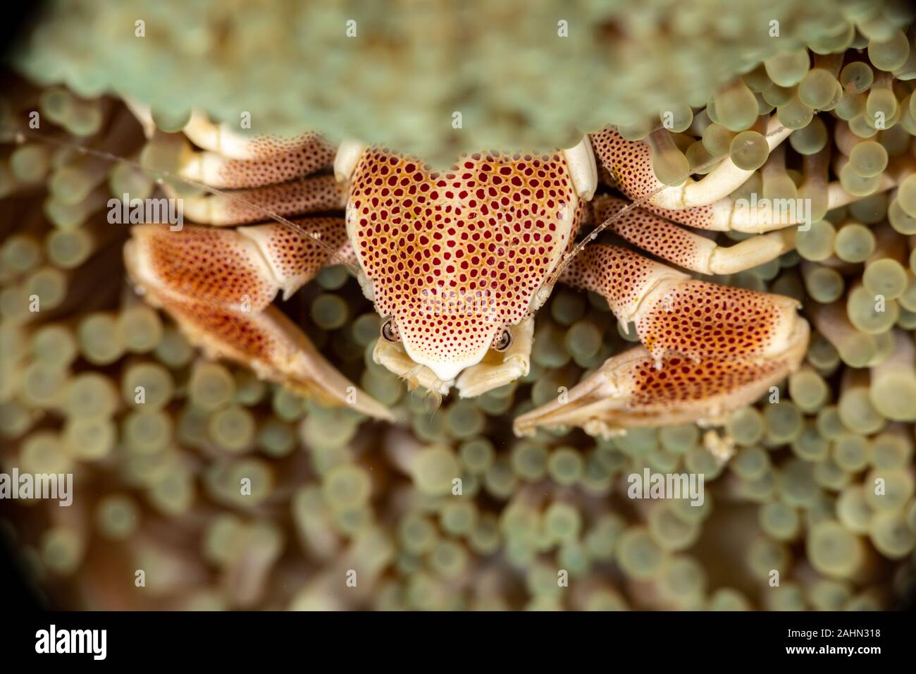 Porcelain crab from the Indo-Pacific region, Neopetrolisthes maculatus Stock Photo