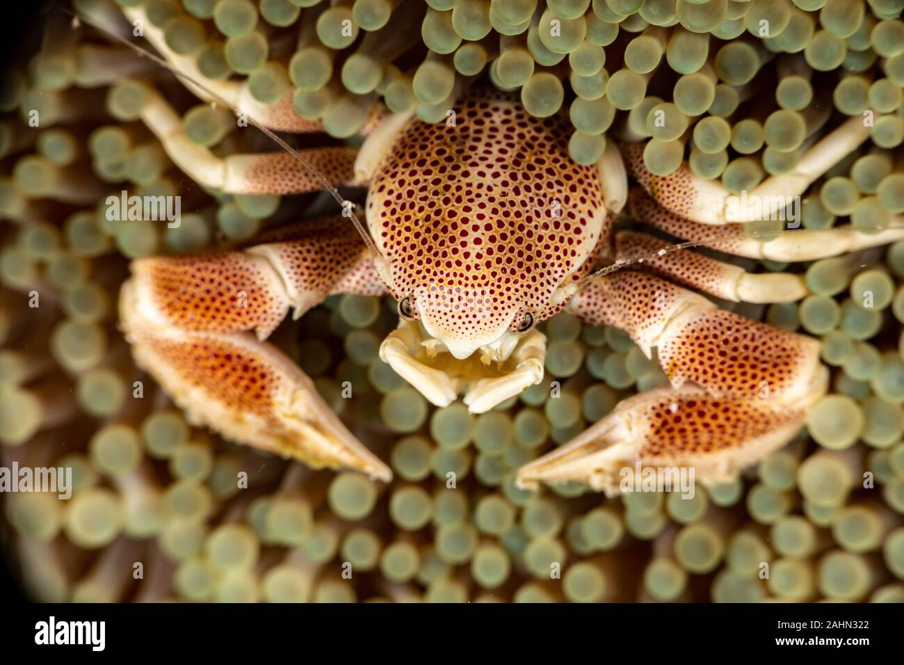 Porcelain crab from the Indo-Pacific region, Neopetrolisthes maculatus Stock Photo