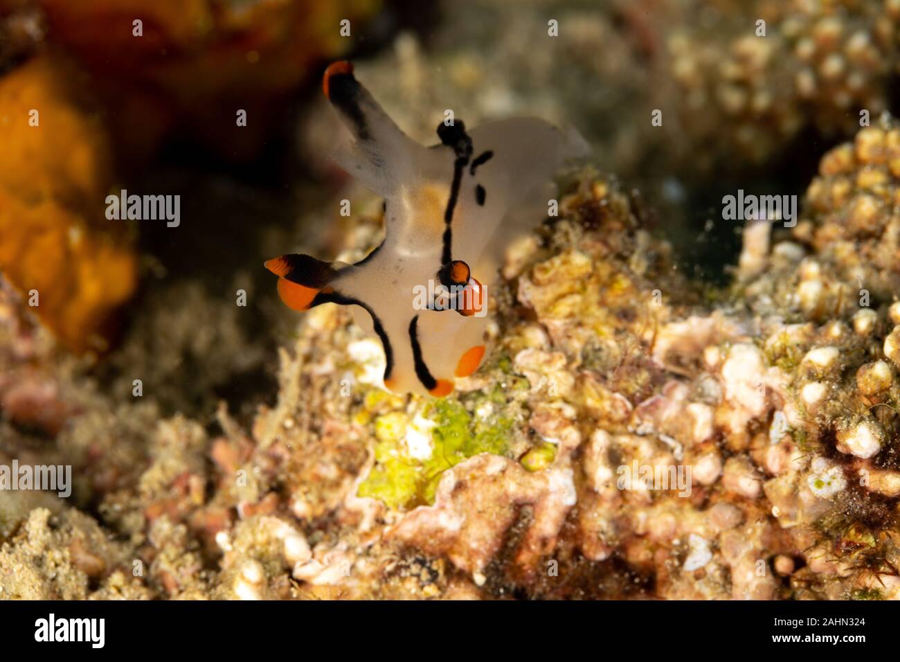 Painted Thecacera, Thecacera picta is a species of sea slug, a ...