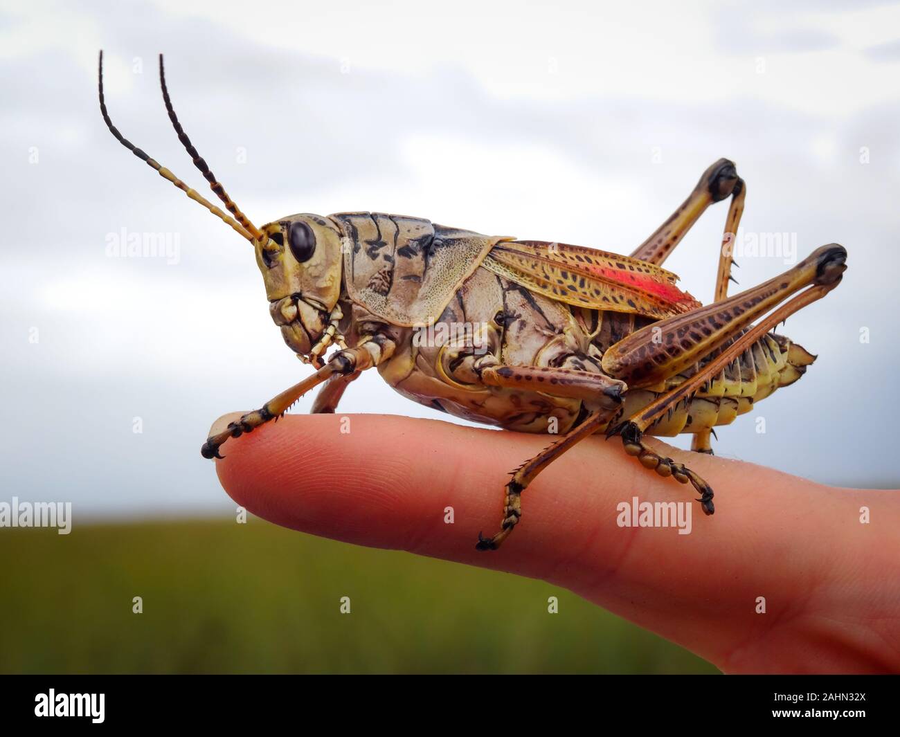 Detailed Closeup Of Giant Yellow And Brown Grasshopper Or Cricket Sitting And Posing On Finger With Everglades Florida In Background Grass And Cloud Stock Photo Alamy