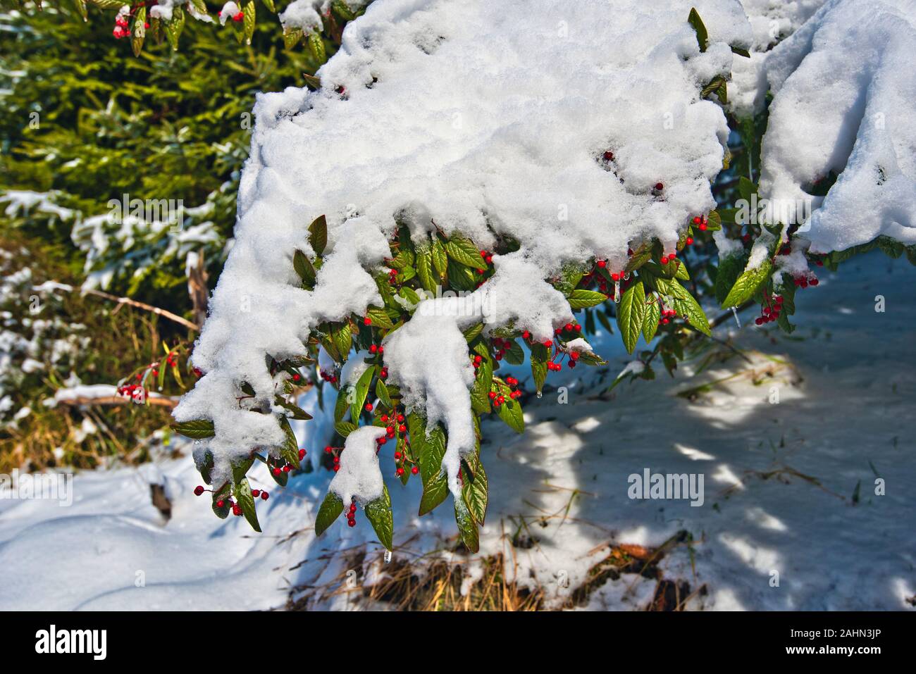 The branch of Wild Cotoneaster shrub is keeping green leaves and red berries in winter time, covered with snow in mountain forest Stock Photo