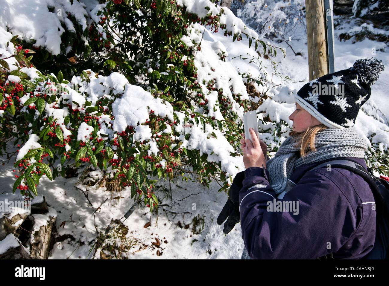 Women take picture of Cotoneaster with red berries, covered with snow, with her Smartphone.  It’s a nice walk in winter mountain forest of French Pyre Stock Photo