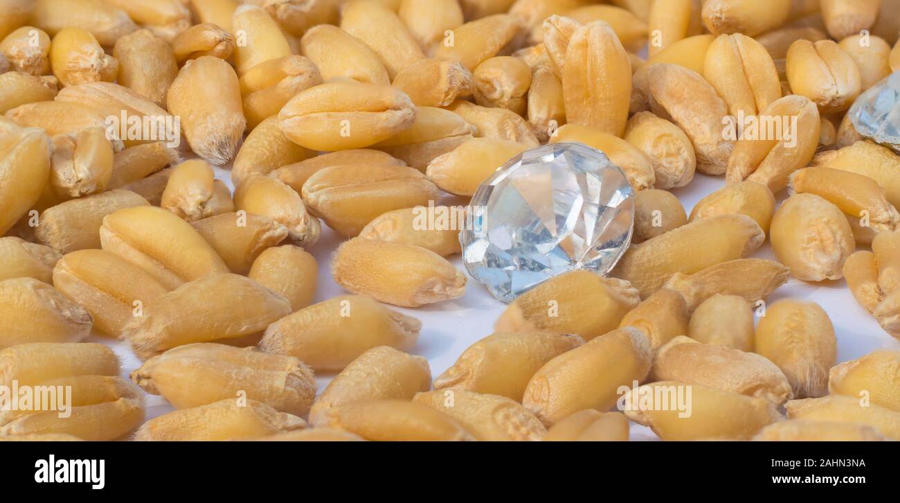 close up of a diamond and wheat seeds.pile of wheat seeds and a diamond.concept,wheat crop is precious like a diamond. Stock Photo