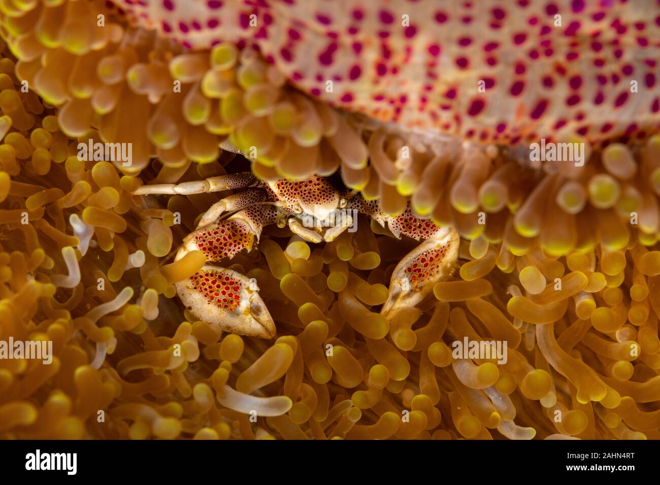 Porcelain crab from the Indo-Pacific region, Neopetrolisthes maculatus Stock Photo