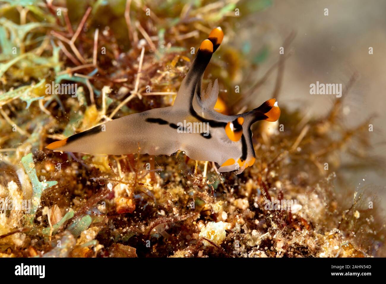 Painted Thecacera, Thecacera picta is a species of sea slug, a ...