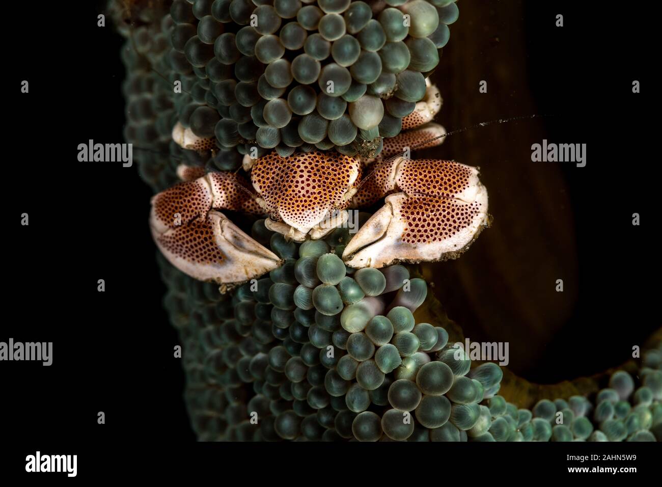 Porcelain crab from the Indo-Pacific region, Neopetrolisthes maculatus Stock Photo