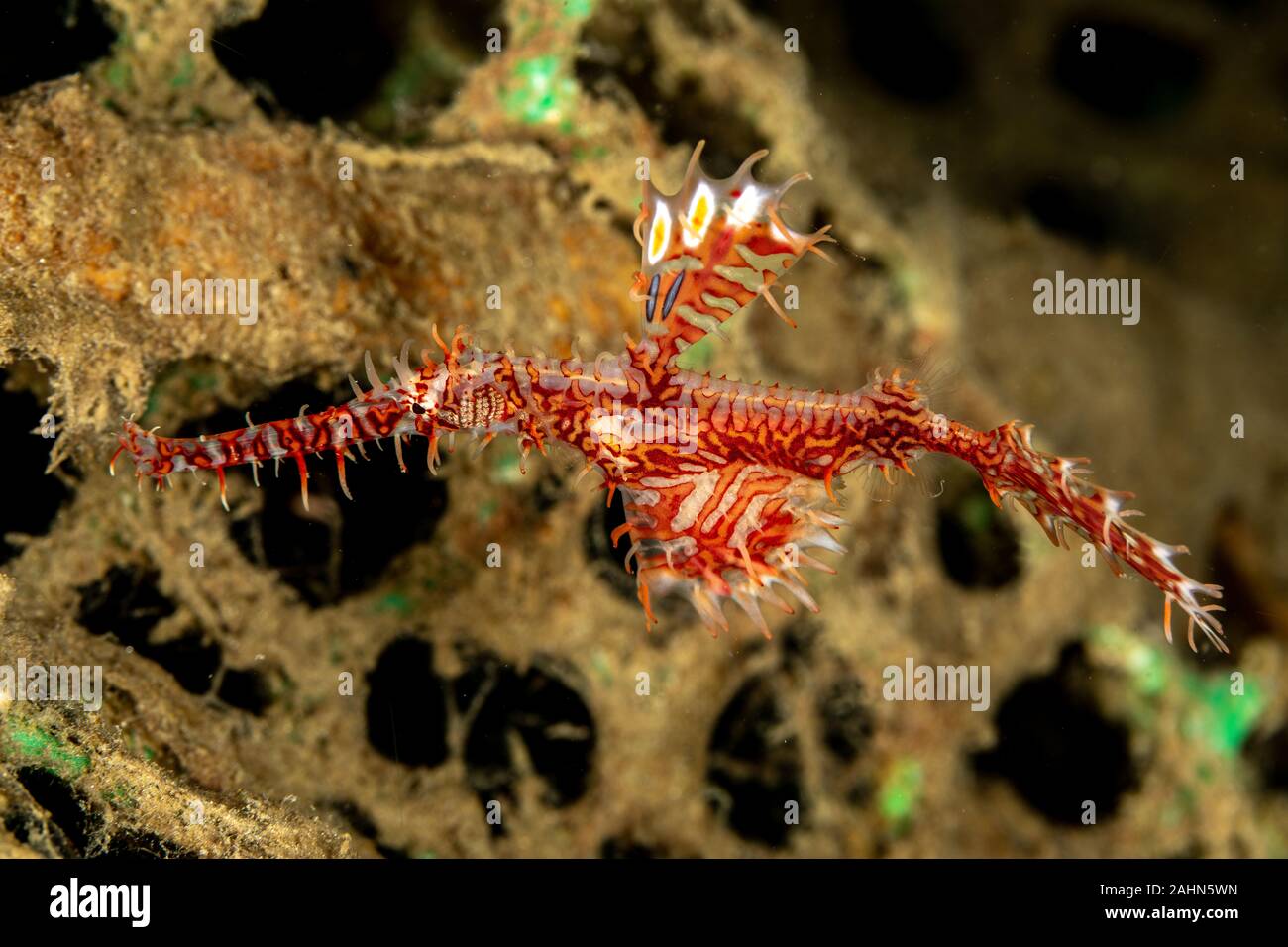 Ornate Ghost Pipefish Or Harlequin Ghost Pipefish, Solenostomus ...