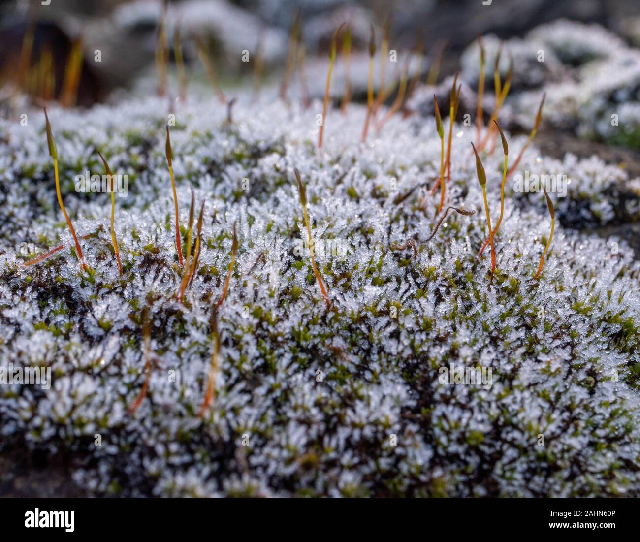 Wallpaper poster background photography hi-res stock photography and ...