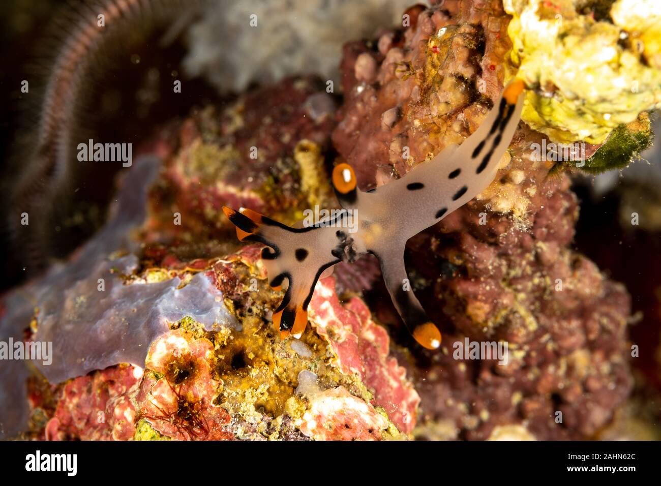Painted Thecacera, Thecacera picta is a species of sea slug, a ...