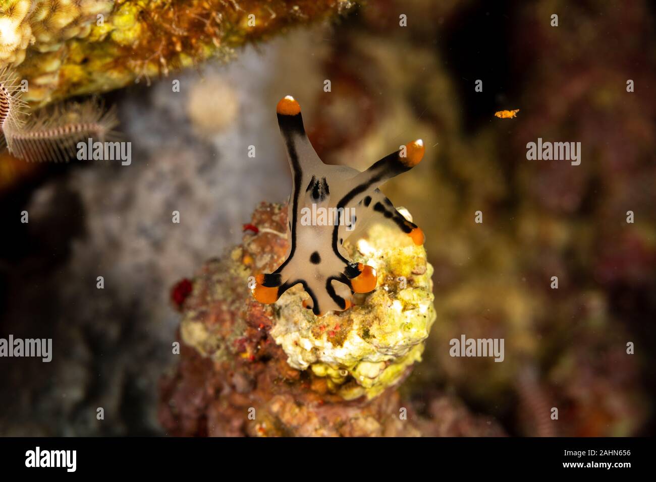 Painted Thecacera, Thecacera picta is a species of sea slug, a ...