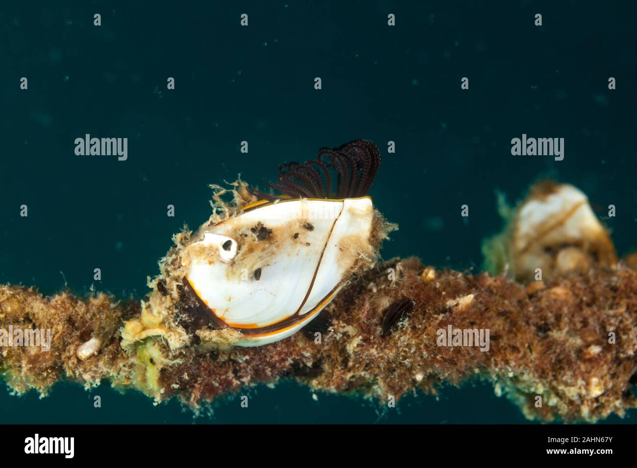 Pelagic gooseneck barnacle or smooth gooseneck barnacle, Lepas anatifera Stock Photo