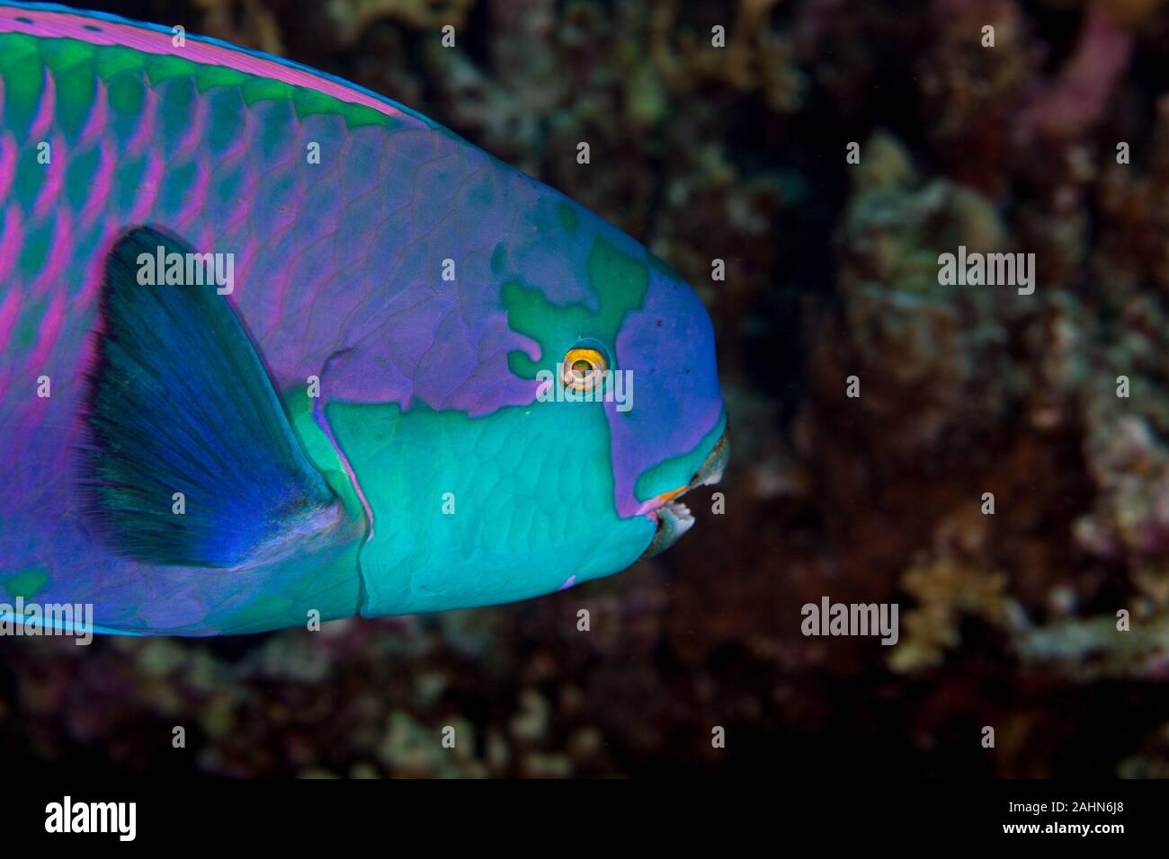 Indian Ocean Steephead Parrotfish, Heavybeak Parrotfish, Purple-headed Parrotfish, Steephead Parrotfish, Chlorurus strongylocephalus, scarus strongylo Stock Photo
