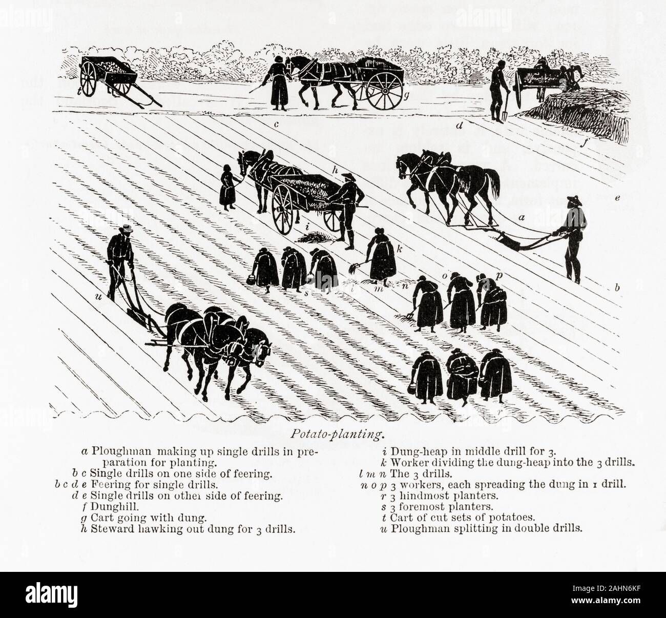 Potato planting.   From The Book of the Farm by Scottish farmer and agriculturalist Henry Stephens, 1795 - 1874, first published in the 1840’s.  This illustration from a revised 1870’s edition. Stock Photo