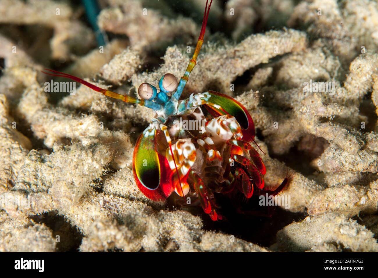 Peacock mantis shrimp, harlequin mantis shrimp, painted mantis shrimp, or clown mantis shrimp, Odontodactylus scyllarus Stock Photo