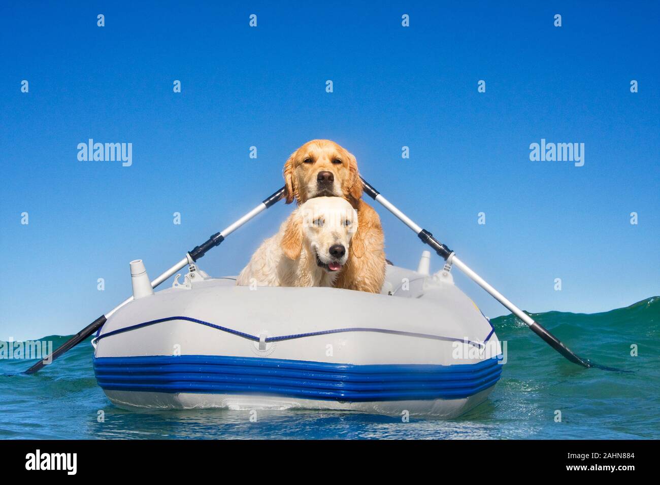 Do Dogs Like Boats