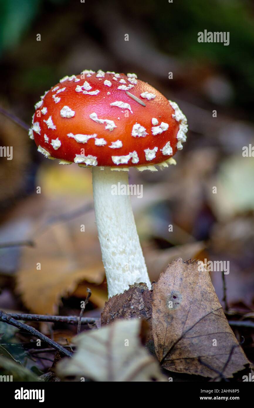 A classic red and white mushrooms in its natural woodland environment Stock Photo