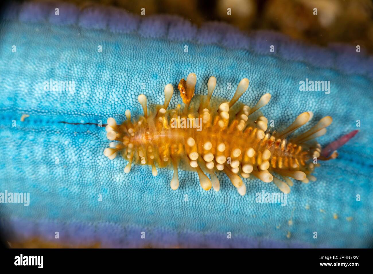 Scale worm sea star hires stock photography and images Alamy