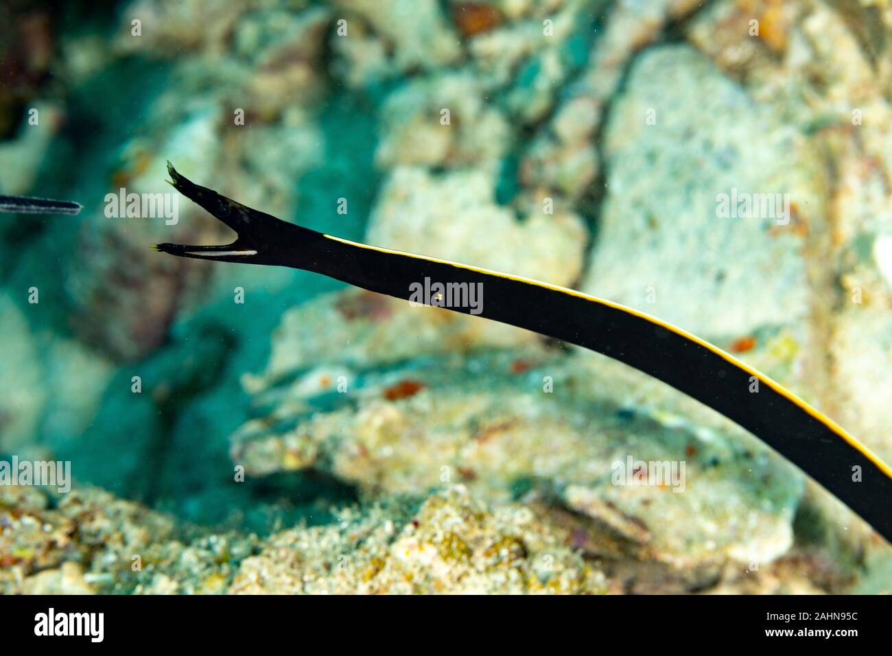 Ribbon eel, Rhinomuraena quaesita, also known as the leaf-nosed moray eel or bernis eel Stock Photo