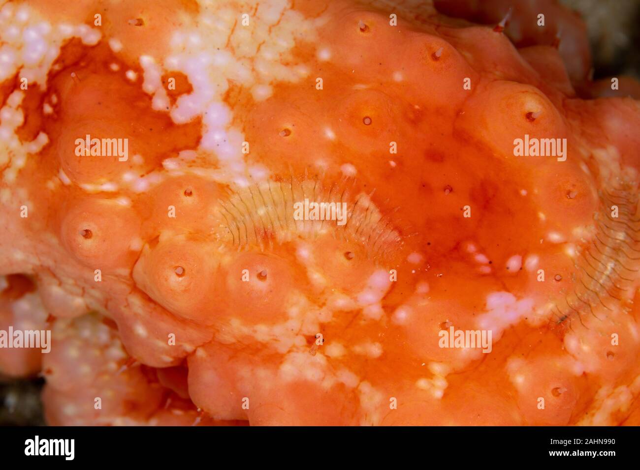 Sea Cucumber Scale Worm, Gastrolepidia clavigera, crawling on its host Stock Photo