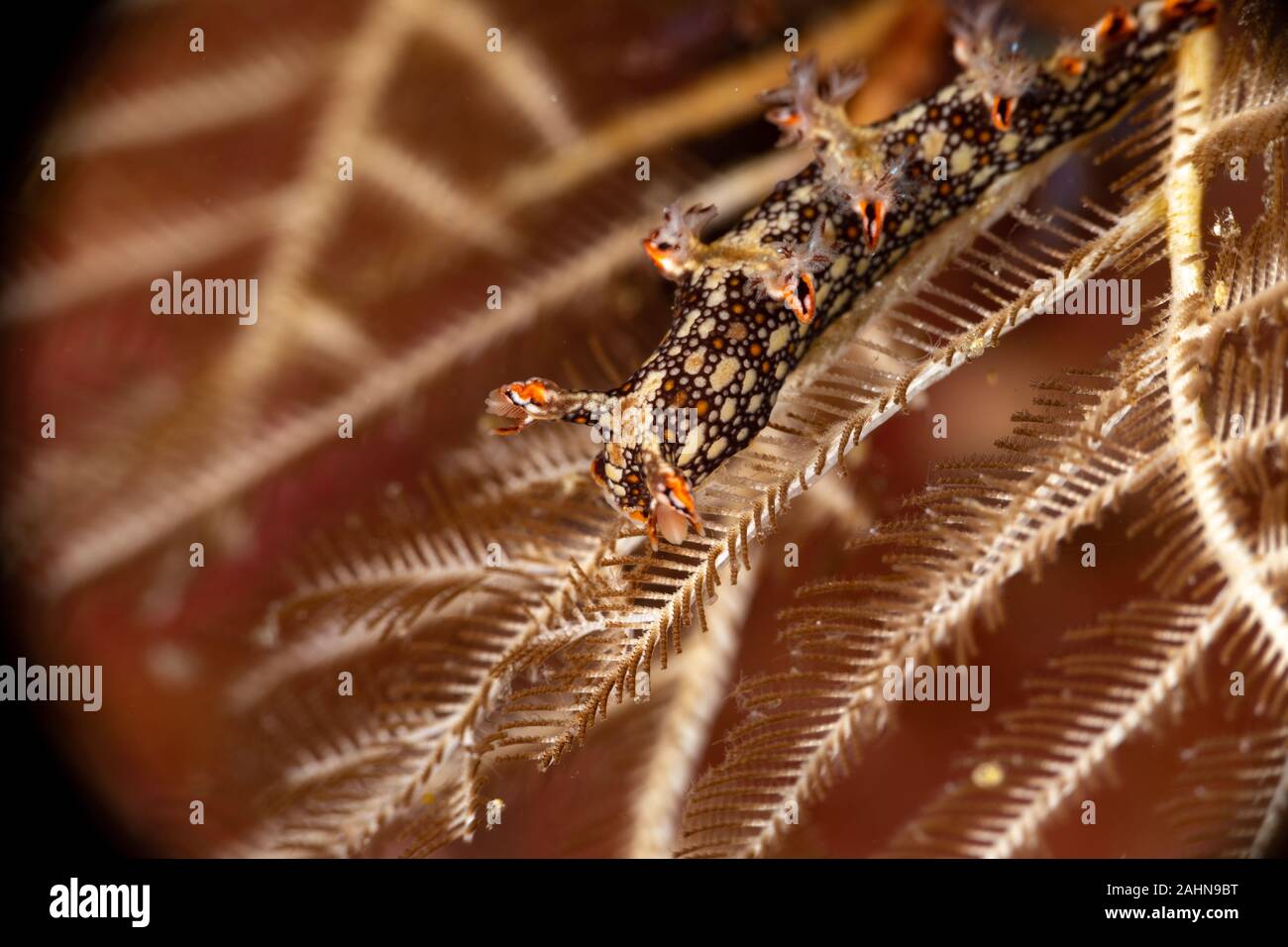 Snakey Bornella, Eel Bornella, Bornella anguilla is a species of sea ...