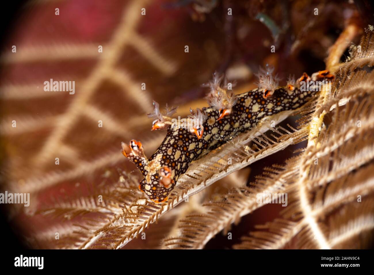 Snakey Bornella, Eel Bornella, Bornella anguilla is a species of sea ...