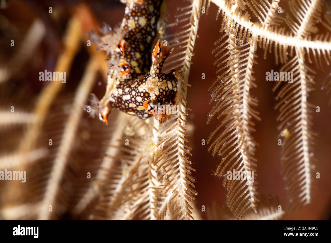 Snakey Bornella, Eel Bornella, Bornella anguilla is a species of sea ...