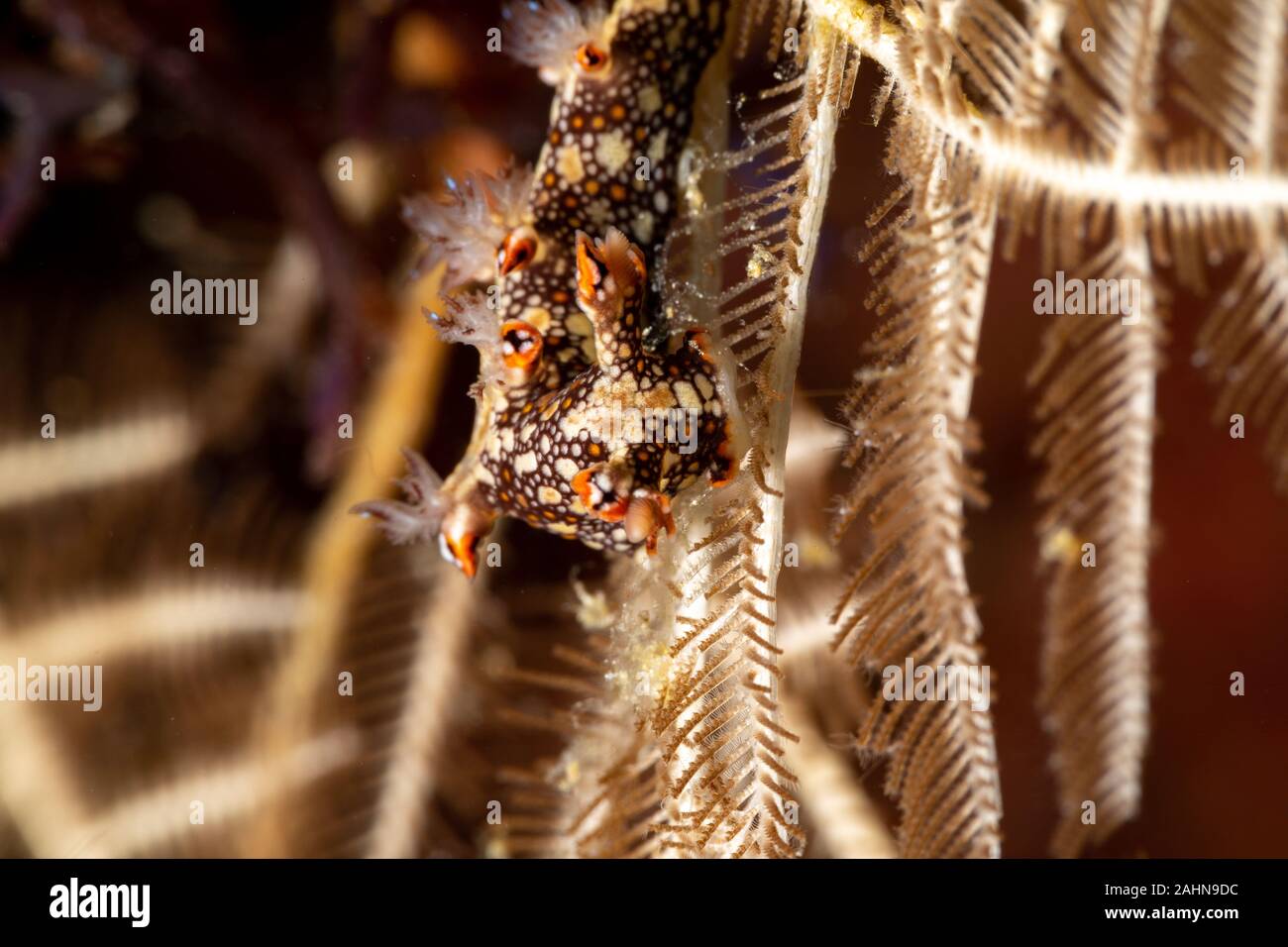 Snakey Bornella, Eel Bornella, Bornella anguilla is a species of sea ...
