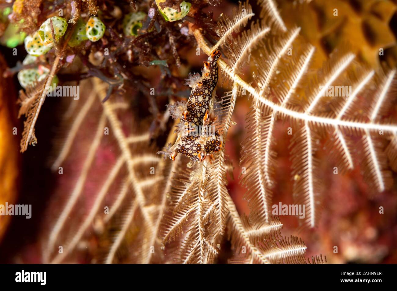 Snakey Bornella, Eel Bornella, Bornella anguilla is a species of sea ...