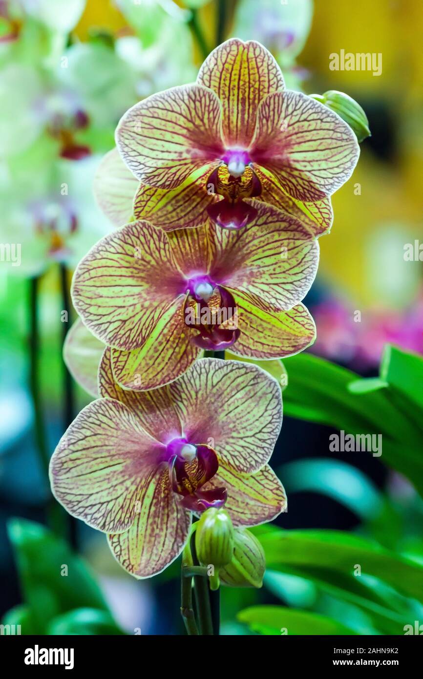 A Moth Orchid, Phalaenopsis 