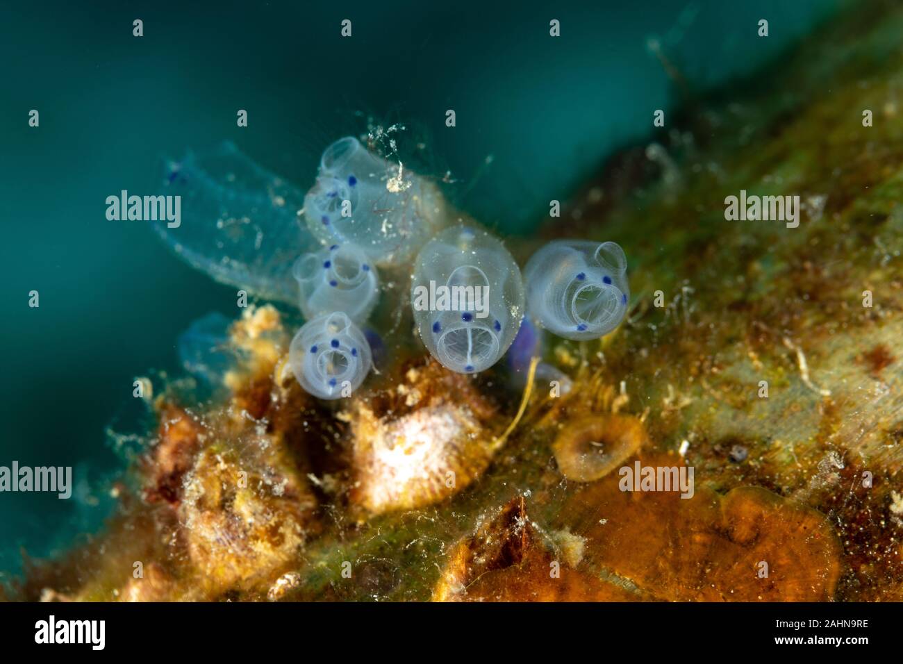 Sea Squirt Ascidiacea Is A Paraphyletic Class In The Subphylum