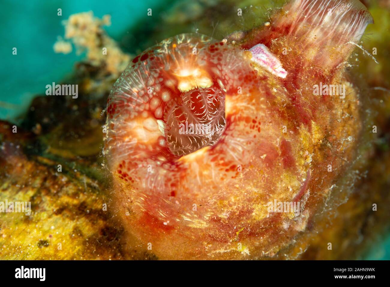 Sea squirt, Ascidiacea is a paraphyletic class in the subphylum Tunicata of sac-like marine invertebrate filter feeders Stock Photo