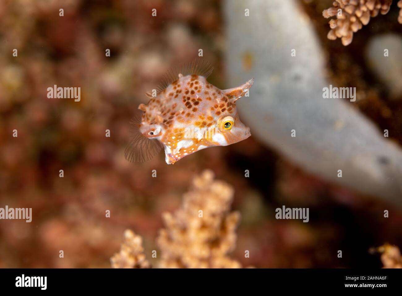 Seagrass filefish hi-res stock photography and images - Alamy