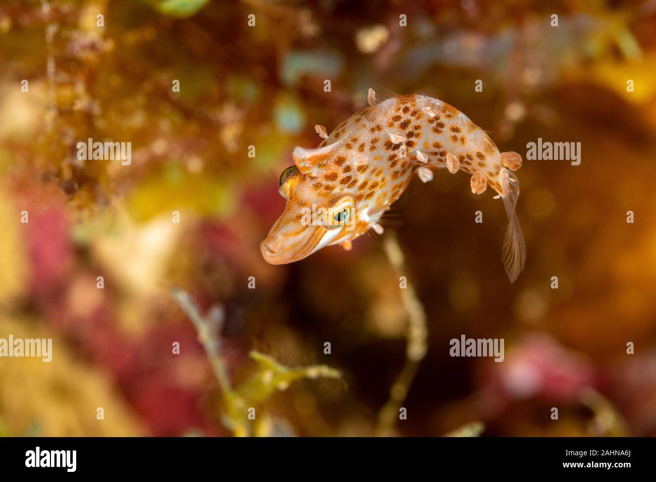 Minute leatherjacket hi-res stock photography and images - Alamy