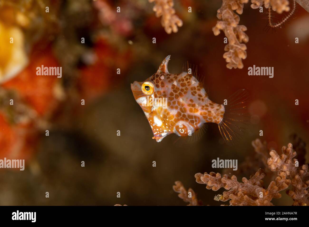 Minute leatherjacket hi-res stock photography and images - Alamy