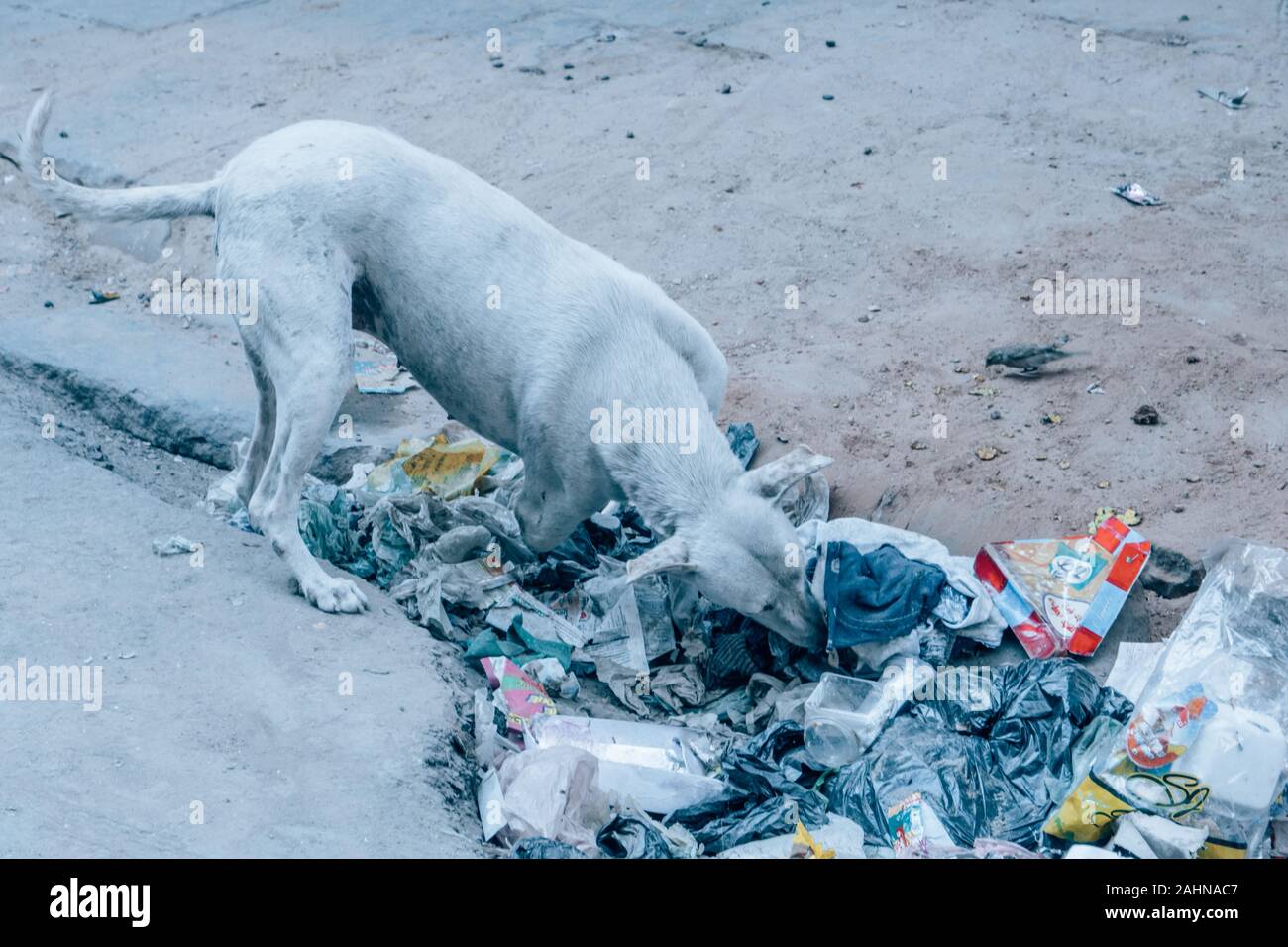 Street Dog in India eating trash with an amputated leg Stock Photo