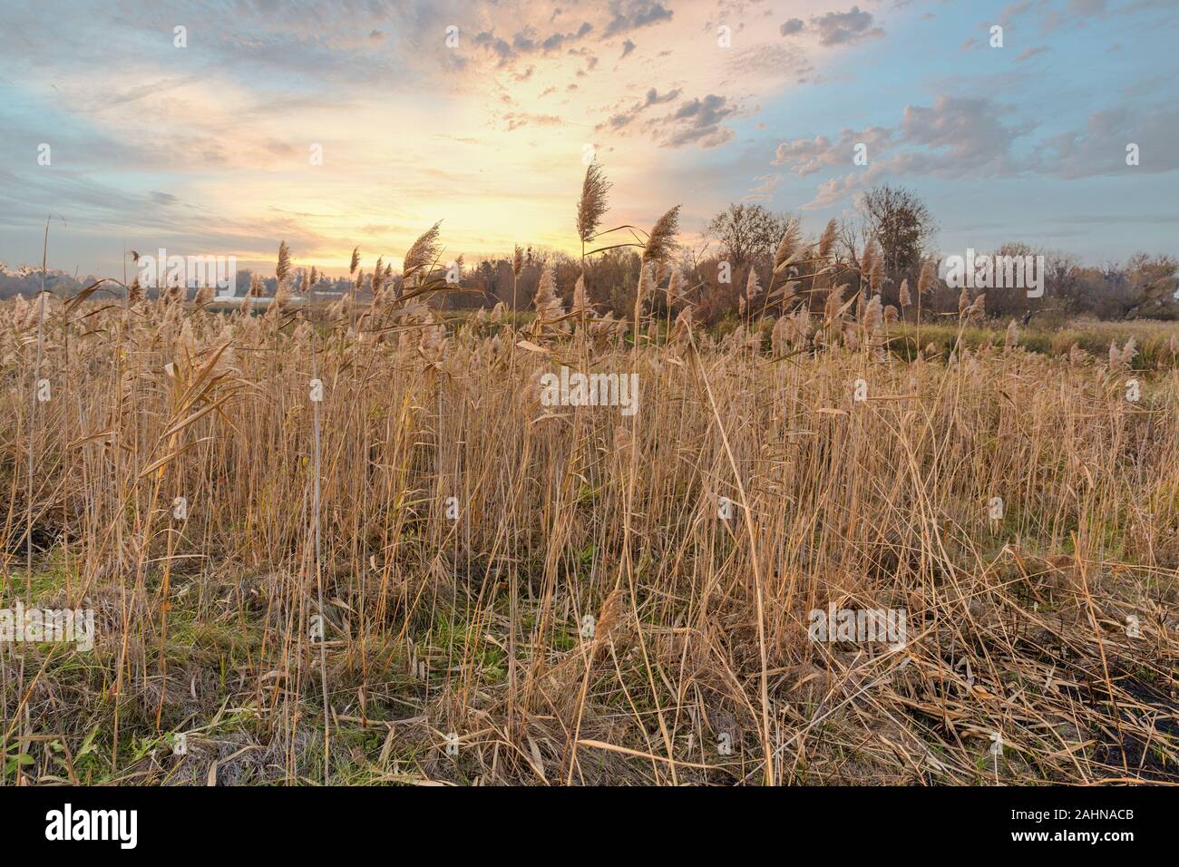 Reed straws hi-res stock photography and images - Alamy