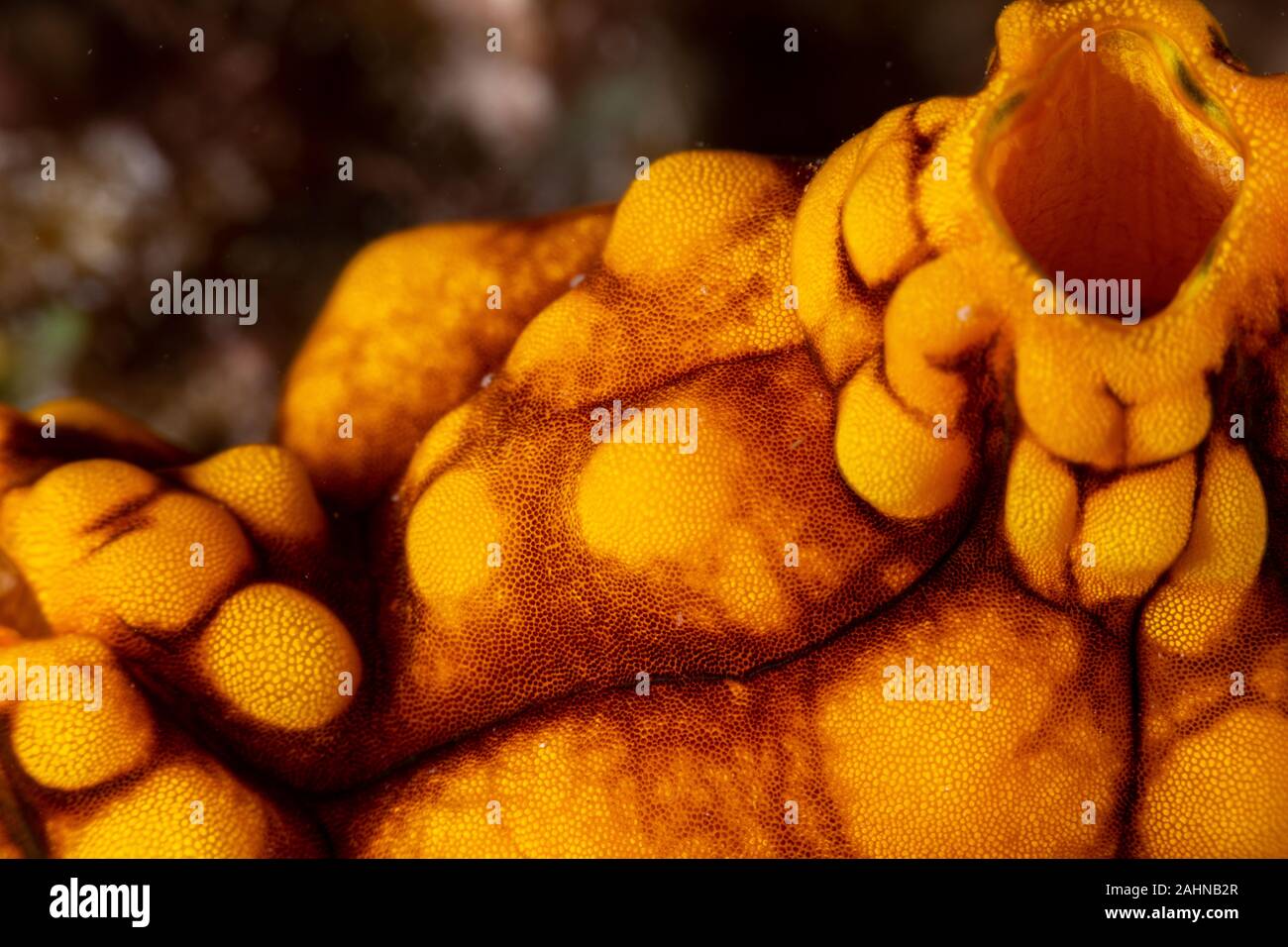 Sea squirt, Ascidiacea is a paraphyletic class in the subphylum Tunicata of sac-like marine invertebrate filter feeders Stock Photo