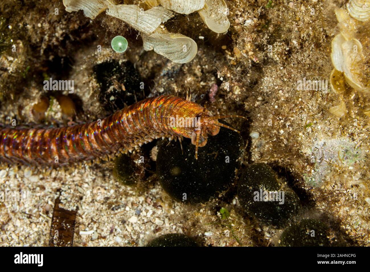 Giant Sea Worm, Eunice aphroditois Stock Photo Alamy