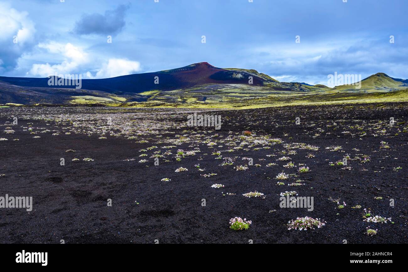Desert landscape of Lakagigar volcanic fissure area in Southern highlands of Iceland. Black volcanic ash ground decorated with flowering plants. Stock Photo